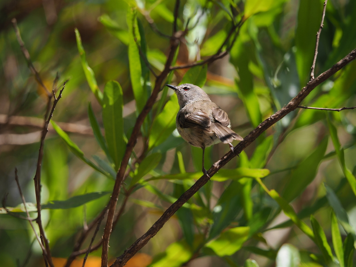 image Norfolk Island Gerygone